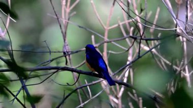Slaty Blue Flycatcher 'ın erkeği veya Slaty-back sinekkapanı (Ficedula üç renkli) güzel mavi kuş. Kuşlar tropikal ormanda yaşar..