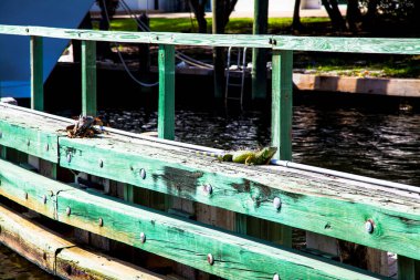 iguanalar büyük tomando sol ayık madera, orlando florida