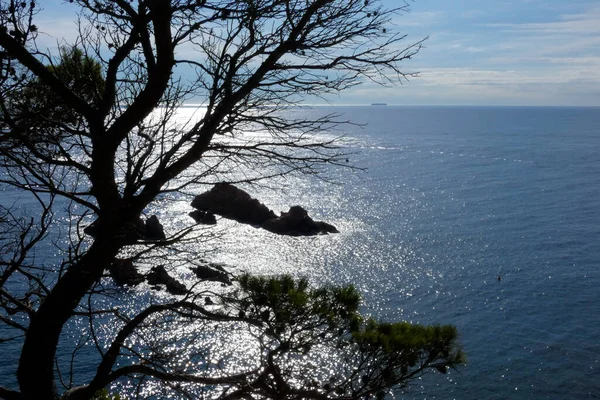 Costa Con Rocas Mar Azul Lleno Árboles Que Llegan Casi —  Fotos de Stock