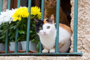 Kedi ve çiçekli pencere, ızgaranın arkasında.