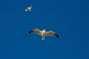 Martılar denizin üzerinde ve mavi gökyüzünün altında uçuyor.