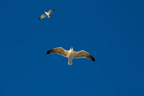 Чайки Летают Над Морем Голубым Небом — стоковое фото