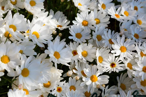 Margaridas Brancas Primavera Sua Forma Mais Pura — Fotografia de Stock