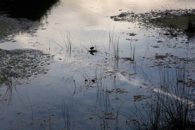 Nehrin ağzı, doğanın en saf hali.