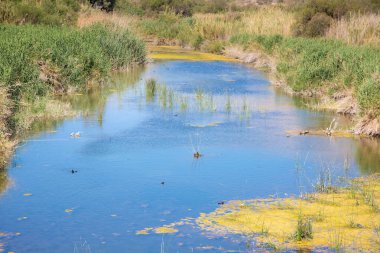 Nehir denize ulaşır, doğada yaşar.