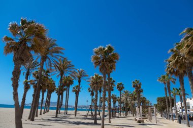 Akdeniz 'e yakın palmiye ağaçları ve mavi gökyüzünün altında 