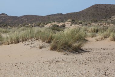Kumda deniz tepeleri ve bitki örtüsü