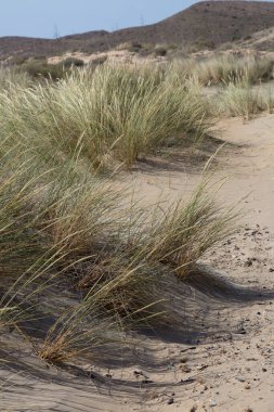 Kumda deniz tepeleri ve bitki örtüsü