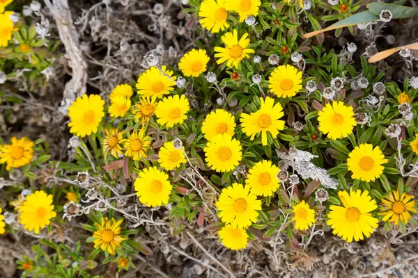 Żółte Stokrotki Wiosenne Kwiaty Dzikie Kwiaty Nad Morzem — Zdjęcie stockowe
