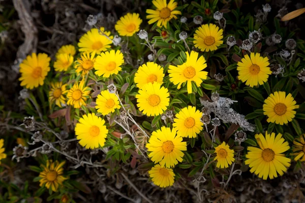 Желтые Маргаритки Весенние Цветы Полевые Цветы Моря — стоковое фото