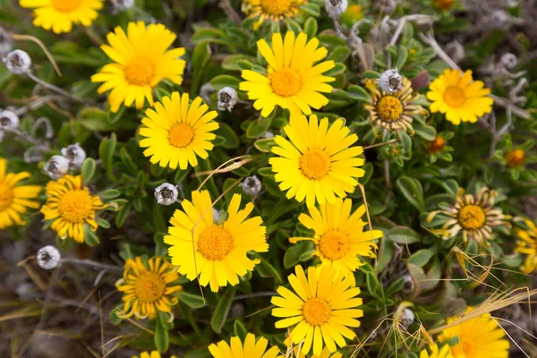Margaridas Amarelas Flores Primavera Flores Silvestres Junto Mar — Fotografia de Stock