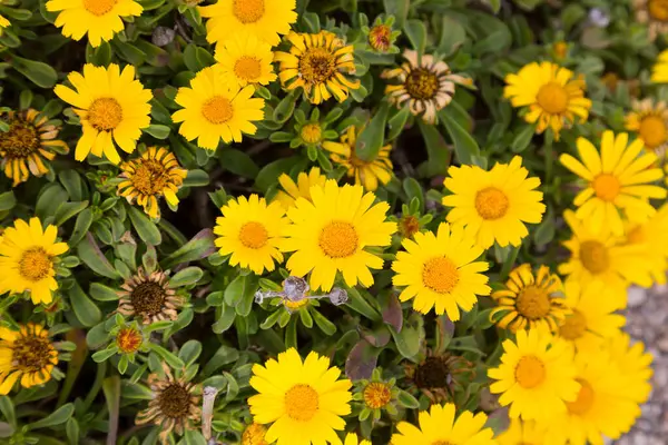 Margaridas Amarelas Flores Primavera Flores Silvestres Junto Mar — Fotografia de Stock
