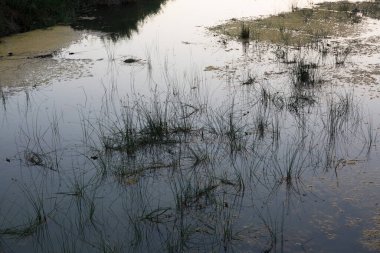 Flora ve Fauna Akdeniz Havzası 'ndaki bir nehrin ağzında.