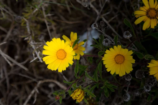 Жовті Ромашки Весняні Квіти Дикі Квіти Біля Моря — стокове фото