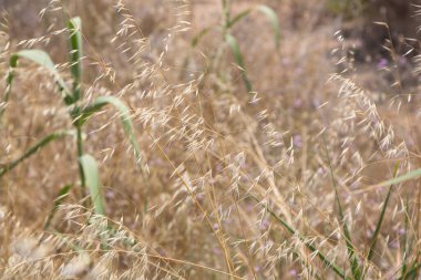 Akdeniz 'de yaz aylarında çiçek ve bitkiler