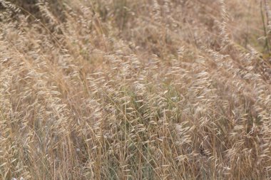 Akdeniz 'de yaz aylarında çiçek ve bitkiler
