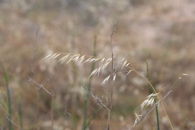 Akdeniz 'de yaz aylarında çiçek ve bitkiler