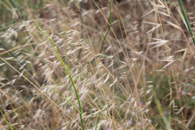 Akdeniz 'de yaz aylarında çiçek ve bitkiler