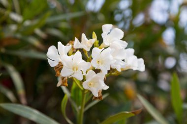 Akdeniz 'de yaz aylarında çiçek ve bitkiler