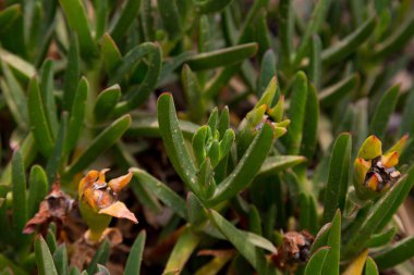 Akdeniz 'de yaz aylarında çiçek ve bitkiler