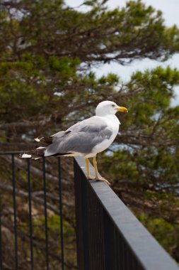 Akdeniz 'de bir uçurumda martılar
