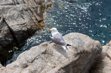 Akdeniz 'de bir uçurumda martılar