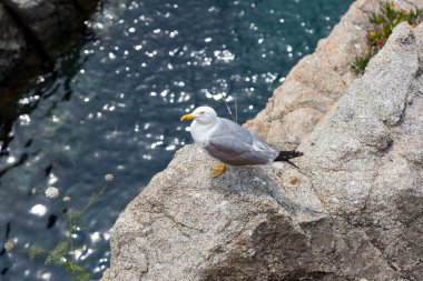 Akdeniz 'de bir uçurumda martılar