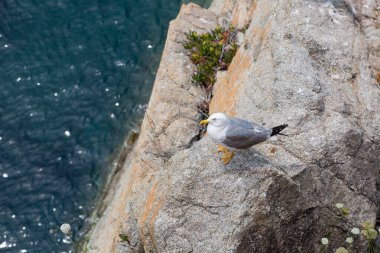 Akdeniz 'de bir uçurumda martılar