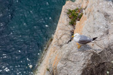 Akdeniz 'de bir uçurumda martılar
