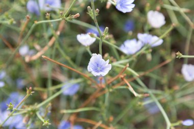 Akdeniz 'de yaz aylarında çiçek ve bitkiler