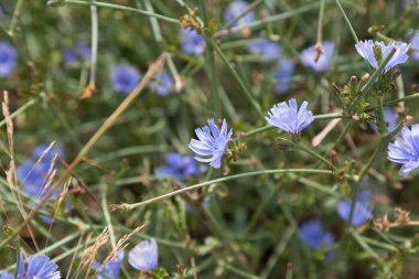 Akdeniz 'de yaz aylarında çiçek ve bitkiler