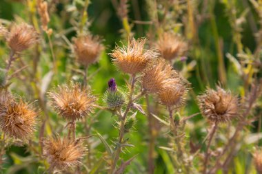 Akdeniz 'de yaz aylarında çiçek ve bitkiler