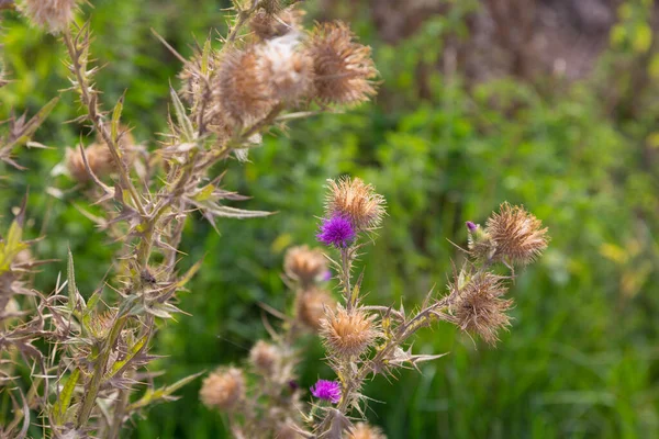 Växter Och Vilda Blommor Sommarsäsongen Medelhavsområdet — Stockfoto