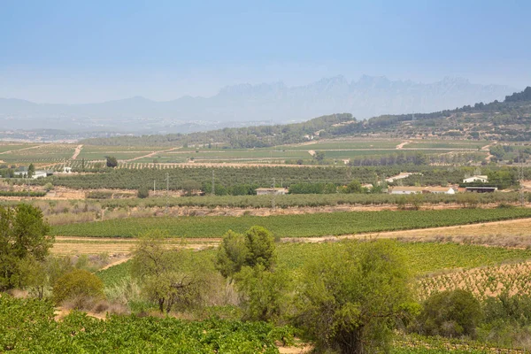 Penedes bölgesinin panoramik manzarası, asma tarlalarıyla karakterize edilir..