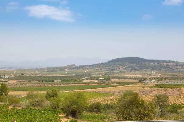 Penedes bölgesinin panoramik manzarası, asma tarlalarıyla karakterize edilir..