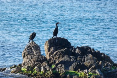 Corbaralılar, kıyıya yakın kayalıklardaki deniz kuşları