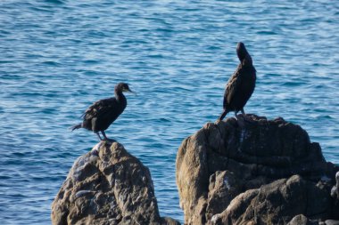 Corbaralılar, kıyıya yakın kayalıklardaki deniz kuşları