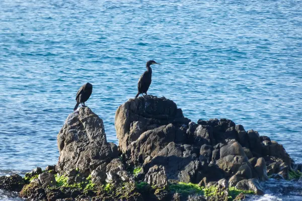 Korbarane Seevögel Auf Felsen Küstennähe — Stockfoto