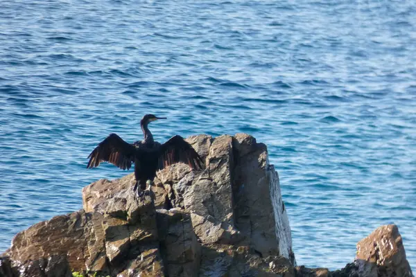 Korbarane Seevögel Auf Felsen Küstennähe — Stockfoto