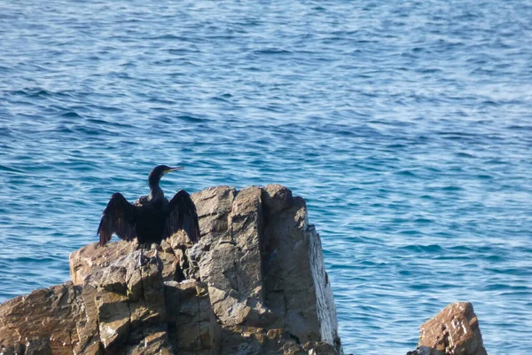 Corbarans Seabirds Rocks Close Shore — стоковое фото