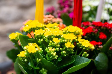 Çiçek tarhında yetişen güzel kırmızı kalibreli çiçeklerin yakın çekimi.