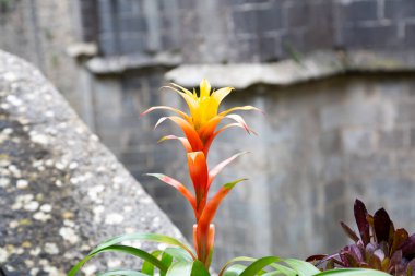 Bahçede büyüyen canlı kırmızı bromeliad çiçeği kafası.