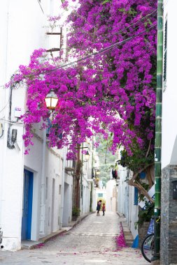 Bougainvillea çiçekleri küçük bir kaldırım taşı sokağındaki beyaz evlerde yetişiyor.