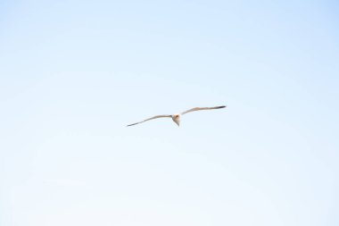 Güneşli bir günde deniz kenarında bir kayanın üzerinde duran martı.