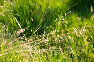 Vahşi yulaf otları bir tarlada büyüyor, batan güneşin altın ışığıyla aydınlanıyor.