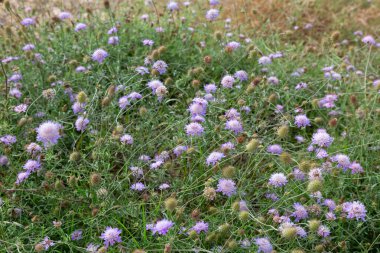Yazın bir çayırda açan mor kır çiçekleri.