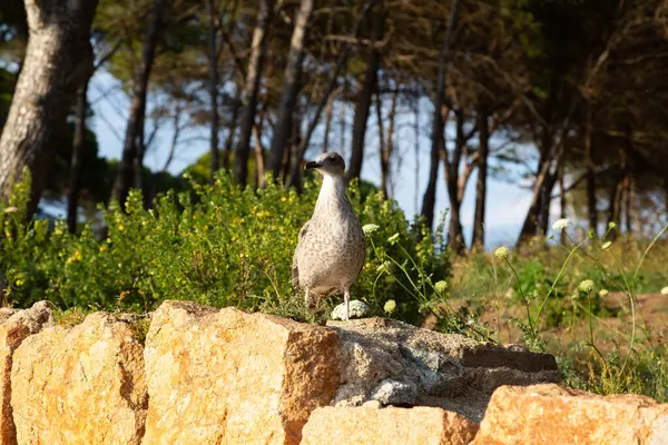 stock image Seagull standing on a rock by the sea on a sunny day