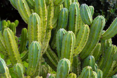 Close up of a cactus plant growing in a botanical garden, showcasing its vibrant green color, prominent spines, and unique texture clipart