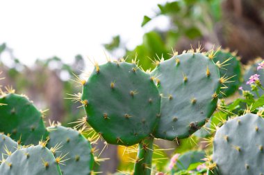 Close up of a cactus plant growing in a botanical garden, showcasing its vibrant green color, prominent spines, and unique texture