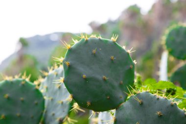 Botanik bahçesinde yetişen bir kaktüs bitkisinin yakınında canlı yeşil rengini, belirgin dikenlerini ve eşsiz dokusunu sergiliyor.